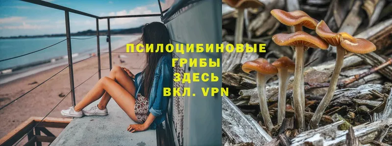 где найти   Велиж  Галлюциногенные грибы Psilocybe 